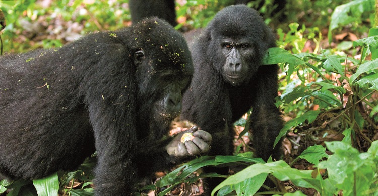 Gorillas © Mondberge