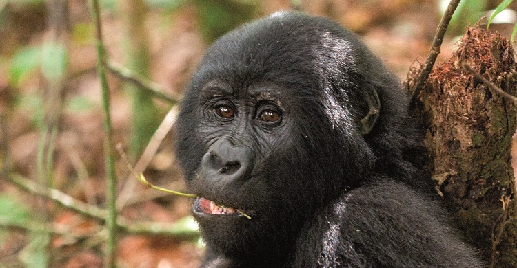 Gorilla © Mondberge