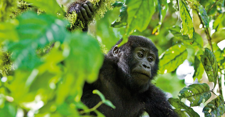 Mountain Gorilla @ www.mondberge.com